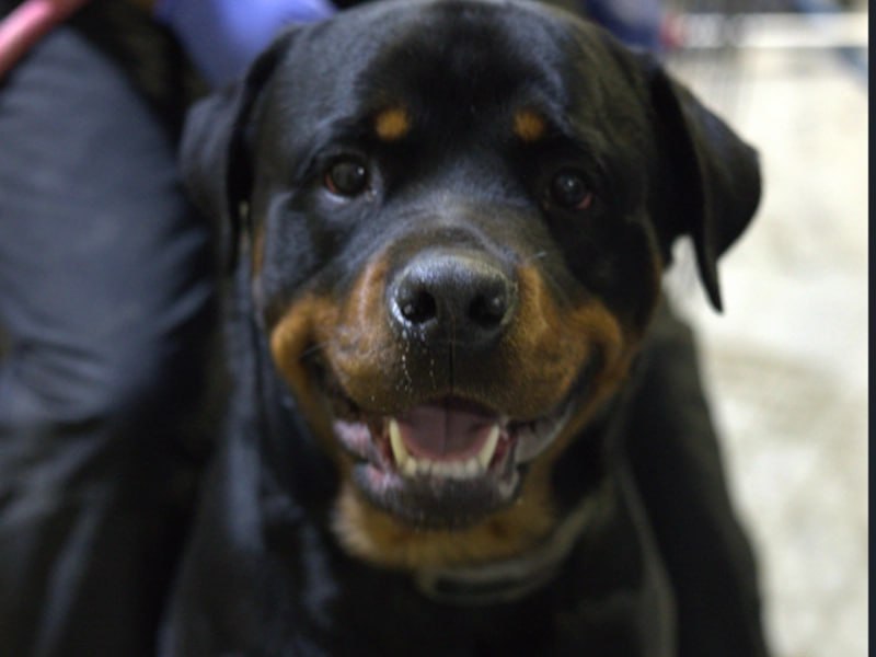 Happy Rottweiler after board and train program Rochester NY