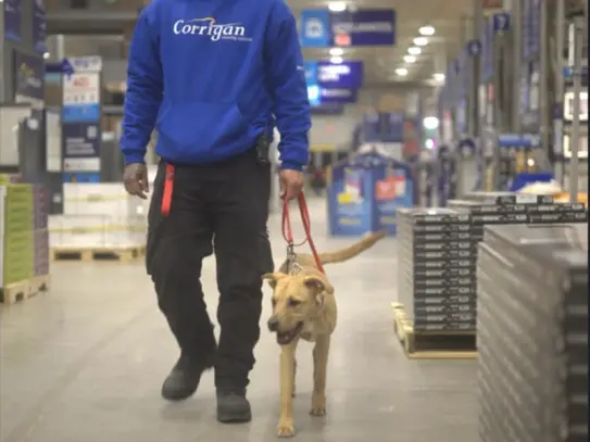 Trained dog walking calmly in store after K9 Obedience Academy training Rochester NY