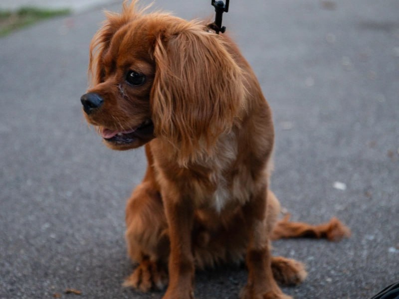 Well-trained dog after day training program Rochester NY