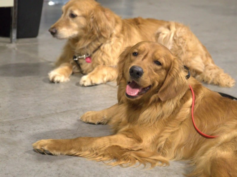 Two Golden Retrievers in calm down-stay during day training Rochester NY