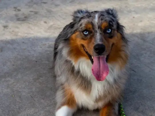 Happy Australian Shepherd after dog training in Rochester NY