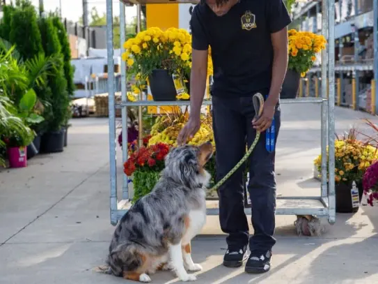 Australian Shepherd training inside K9 Obedience Academy facility, Rochester NY