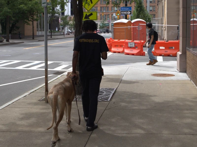 Dog heeling perfectly on a downtown Rochester sidewalk during real-world training