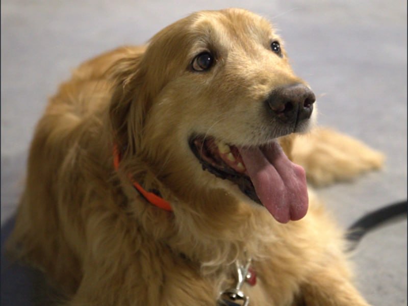 Golden Retriever in relaxed down-stay after private training Rochester NY