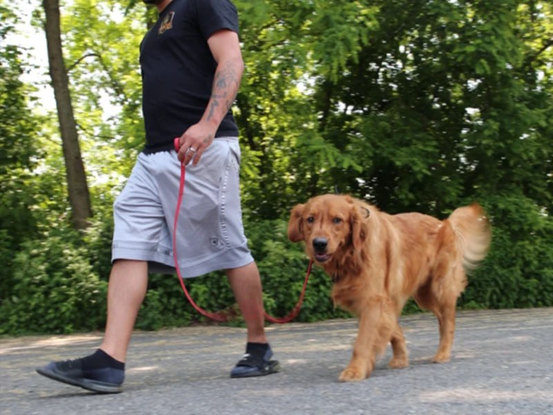Dog walking calmly on leash in Rochester park during private lesson
