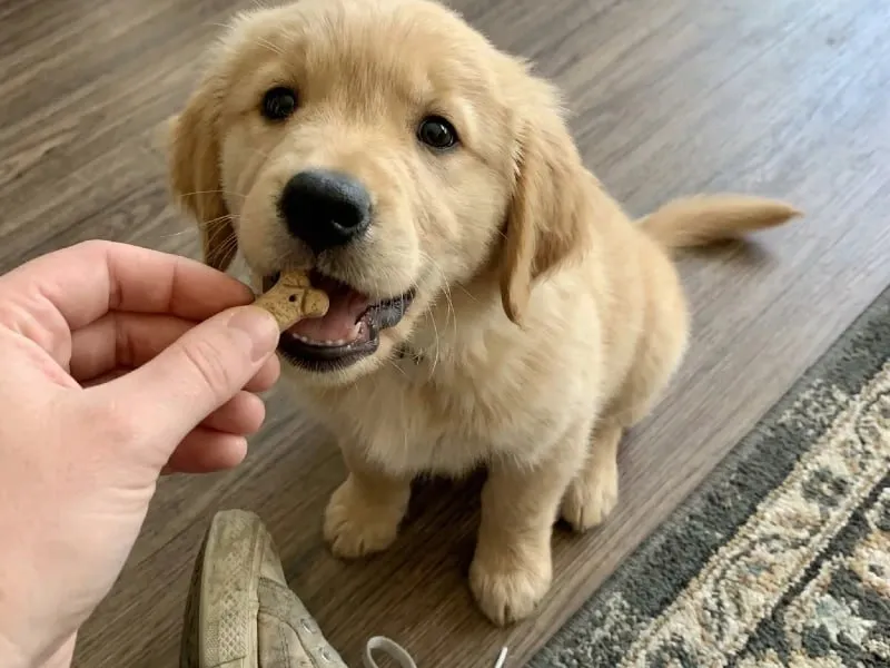 Puppy training Rochester NY
