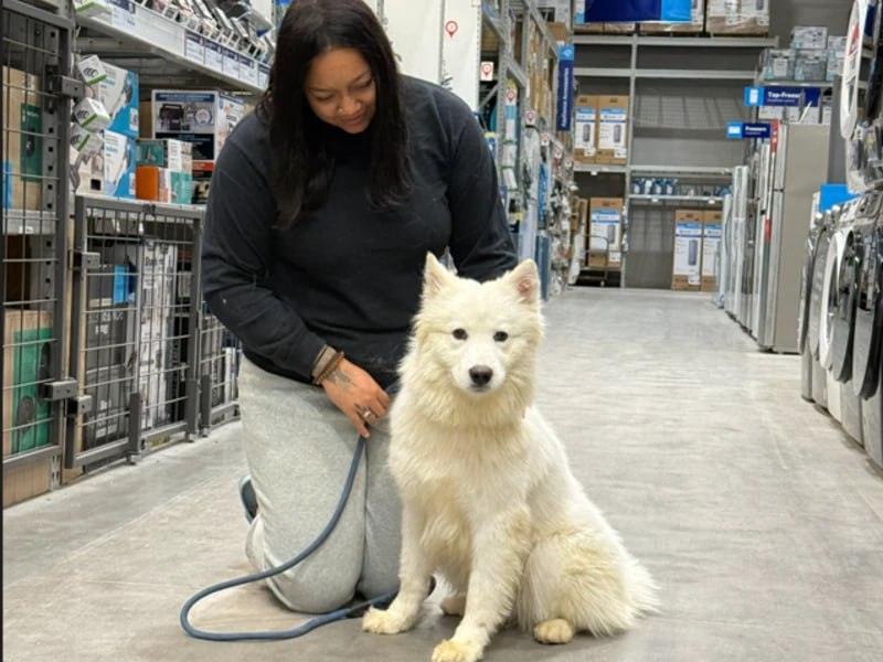 Calm Samoyed sitting in store after reactive dog training Rochester NY
